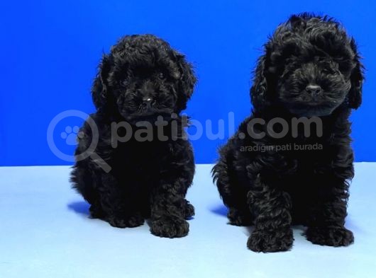 Resmi̇ Üreti̇ci̇den Si̇yah Toy Poodle Yavrular görsel
