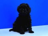 Resmi̇ Üreti̇ci̇den Si̇yah Toy Poodle Yavrular