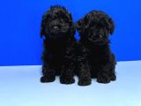 Resmi̇ Üreti̇ci̇den Si̇yah Toy Poodle Yavrular