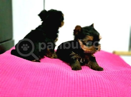 Resmi̇ Üreti̇ci̇den Teacup Yorkshi̇re Terri̇er Yavru görsel