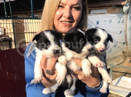 Zeki Oyuncu Mükemmel Borde Collie Yavrularımız