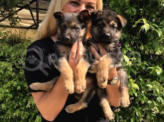 Muhteşem Düşük Bel Alman Çoban Köpeği Yavrularımız