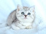 ++ Kalite british shorthair