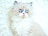 Mas mavi gözlü ragdoll yavrumuz