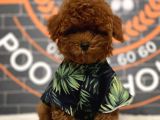 A kalite toy poodle