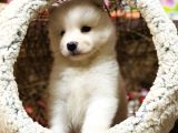ORJİNAL SAMOYED KAR TANESİ