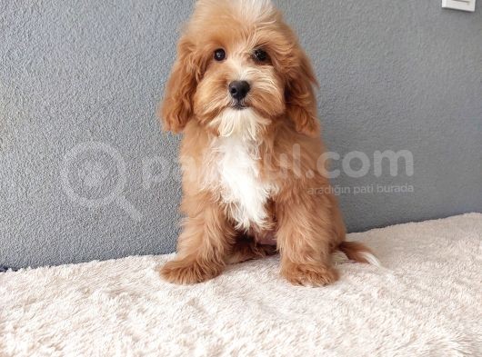 F1B Goldendoodle Yavrular görsel