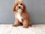 F1B Goldendoodle Yavrular
