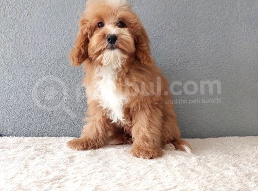 F1B Goldendoodle Yavrular görsel