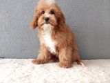 F1B Goldendoodle Yavrular