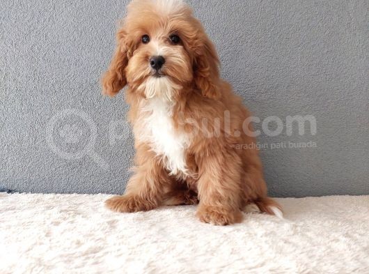 F1B Goldendoodle Yavrular görsel