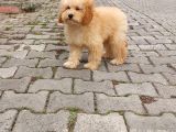 F1B Goldendoodle Yavrular