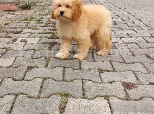 F1B Goldendoodle Yavrular görsel