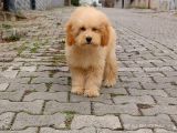 F1B GOLDENDOODLE YAVRULAR