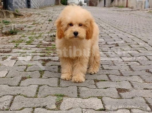 F1B Goldendoodle Yavrular
