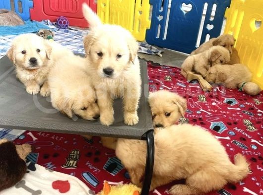 Yeni̇ Yuvalarina Gi̇tmeye Hazir Golden Yavrulari görsel