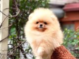 Pomeranian Boo Teddy Face Dişi Yavrumuz