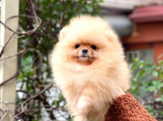 Pomeranian Boo Teddy Face Dişi Yavrumuz görsel
