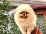 Pomeranian Boo Teddy Face Dişi Yavrumuz