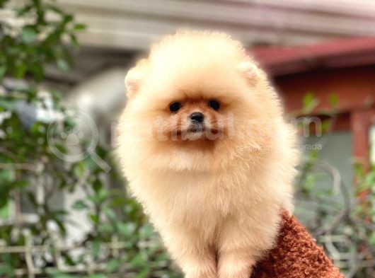Pomeranian Boo Teddy Face Dişi Yavrumuz görsel