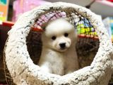 Orji̇nal Samoyed Kar Tanesi̇