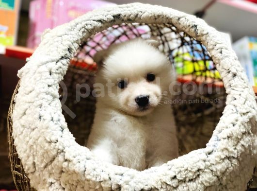 Orji̇nal Samoyed Kar Tanesi̇ görsel