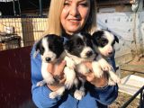 Zeki Oyuncu Mükemmel Borde Collie Yavrularımız