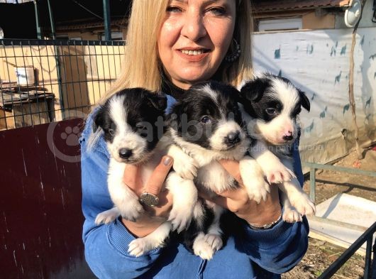 Zeki Oyuncu Mükemmel Borde Collie Yavrularımız görsel