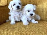Bembeyaz harika maltese terrier yavrularımız