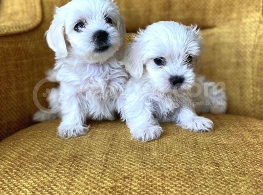 Bembeyaz harika maltese terrier yavrularımız