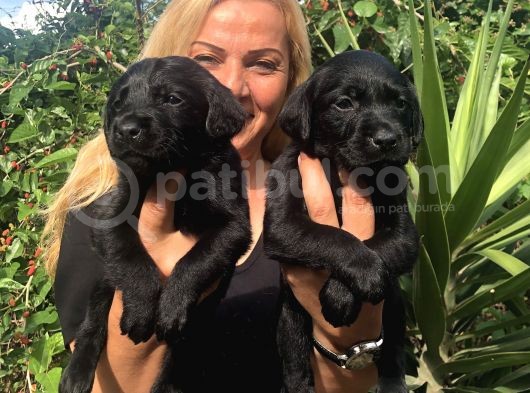 Muhteşem Siyah Labrador Retriever Yavrularımız