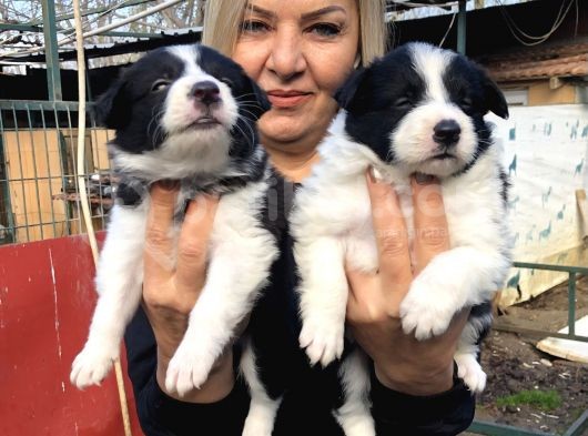 Irk garantili efsane border collie yavrularımız
