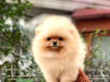 Pomeranian boo teddy face dişi yavrumuz