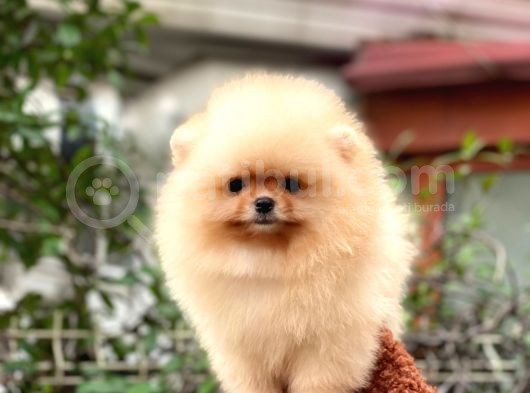 Pomeranian Boo Teddy Face Dişi Yavrumuz
