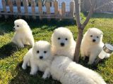 Resmi Işletmeden Samoyed Yavrular