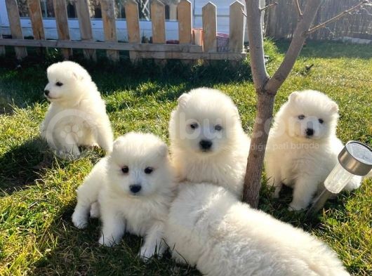 Resmi Işletmeden Samoyed Yavrular görsel