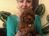 Irk garantili efsane Toy Poodle Yavrularımız