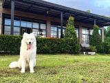 Resmi işletmeden samoyed yavrular