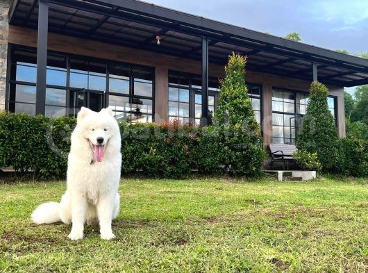 Resmi işletmeden samoyed yavrular