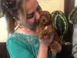 Irk Garantili Efsane Toy Poodle Yavrularımız