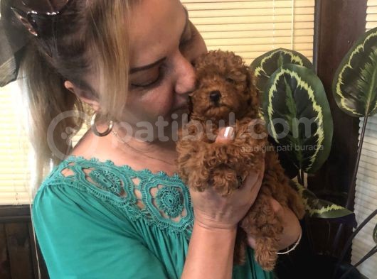 Irk Garantili Efsane Toy Poodle Yavrularımız görsel