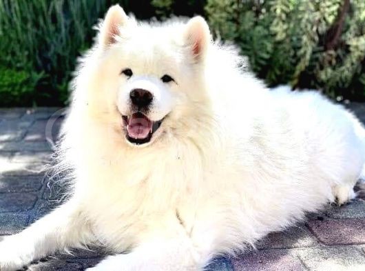 Resmi Işletmeden Samoyed Yavrular görsel