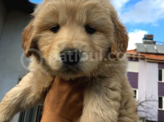 Baby Face Golden Yavrusu 45 Günlük