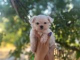 Safkan Kore Kan Maltese Bebeklerim