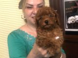Irk Garantili Efsane Toy Poodle Yavrularımız