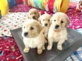 YENİ YUVALARINA GİTMEYE HAZIR GOLDEN YAVRULARI