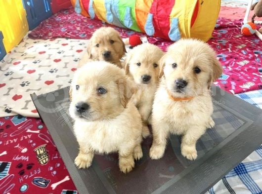 Yeni̇ Yuvalarina Gi̇tmeye Hazir Golden Yavrulari