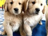 MUAZZAM YÜZ YAPILI GOLDEN RETRİEVER YAVRULARI