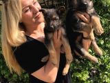 Muhteşem Düşük Bel Alman Çoban Köpeği Yavrularımız