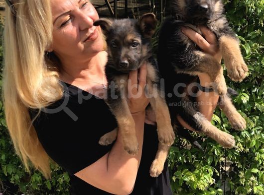 Muhteşem Düşük Bel Alman Çoban Köpeği Yavrularımız görsel